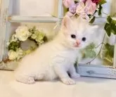 スコティッシュフォールド(立ち耳)【大阪府・女の子・2024年2月21日・クリームマッカレルタビー&ホワイト】の写真3「甘えん坊でとても可愛いです❤️」