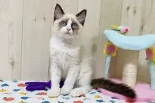 ラグドール【大阪府・男の子・2022年1月8日・シールポイントバイカラー】の写真3