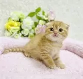 スコティッシュフォールド(折れ耳)【大阪府・女の子・2023年11月24日・レッドクラッシックタビー】の写真3「丸々コロコロ、可愛いです❤️」