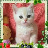 スコティッシュフォールド【大阪府・男の子・2016年3月10日・クリームタビー】の写真3「ムチムチボディ❤️」