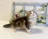 サイベリアン【大阪府・男の子・2022年5月5日・ブラウンマッカレルタビー&ホワイト】の写真3「とても可愛いです❤️」