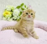 スコティッシュフォールド(折れ耳)【大阪府・女の子・2023年11月24日・レッドクラッシックタビー】の写真4「キュートな優しい女の子🩷」