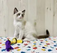 ラグドール【大阪府・男の子・2022年1月8日・シールポイントバイカラー】の写真4