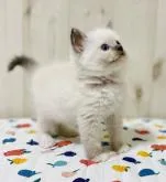 ラグドール【大阪府・女の子・2022年7月27日・ブルーポイントミテッド】の写真4