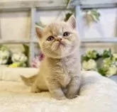 エキゾチックショートヘア【大阪府・男の子・2024年4月21日・クリーム】の写真5「ジッと見つめてくれますよ❤️」