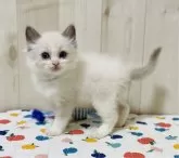 ラグドール【大阪府・男の子・2024年8月13日・シールポイントバイカラー】の写真5「とても人懐っこく可愛いです❤️」