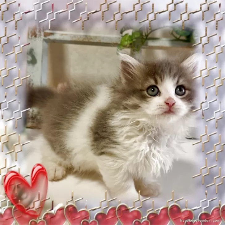 ID:2504-01700の子猫
