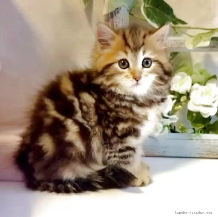 ID：2506-02784の子猫