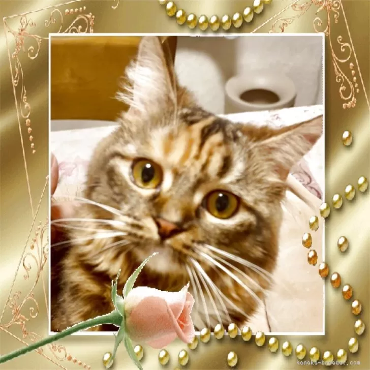 スコティッシュストレート【大阪府・女の子・2025年2月3日・ブラウンマッカレルタビー&amp;ホワイト】の写真1「明るく元気💓トイレトレーニング終えております♪」