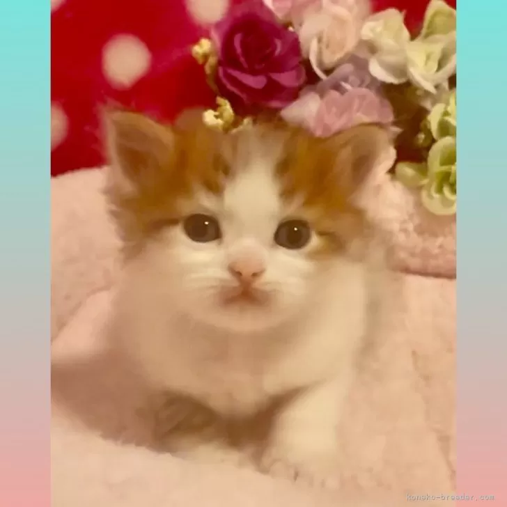 ID：2503-00045の子猫