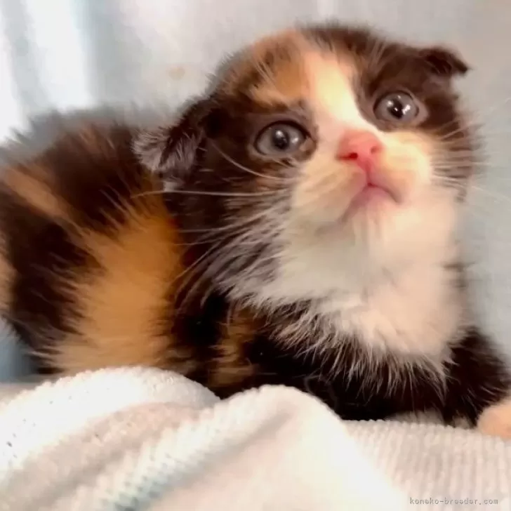 ID：2412-00411の子猫