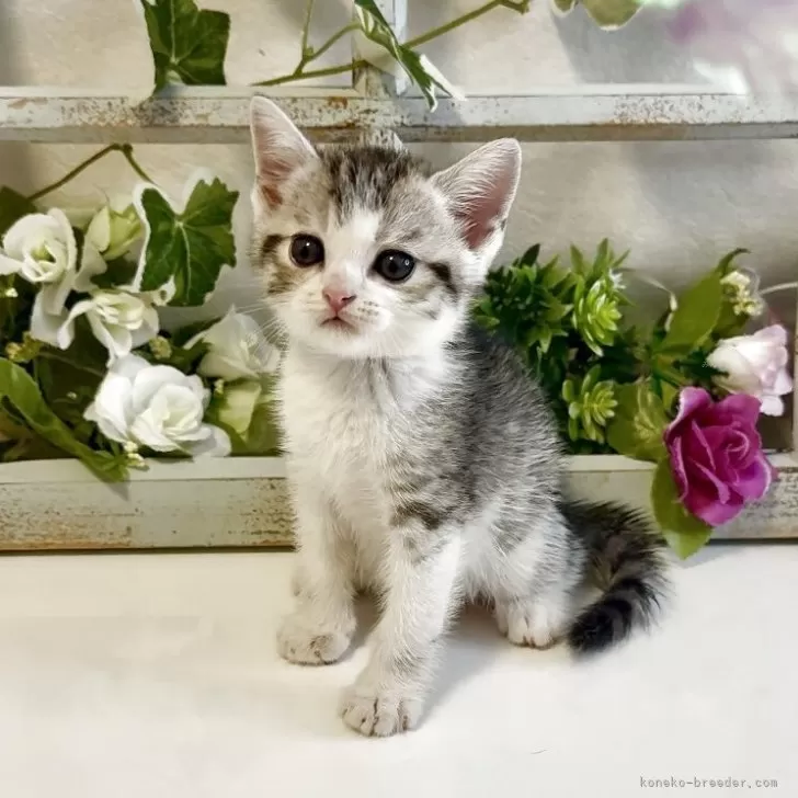 ID:2506-02210の子猫
