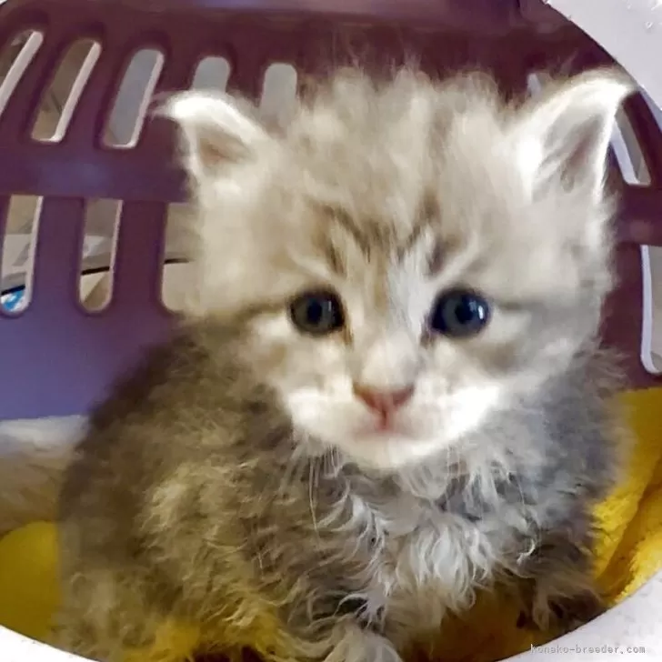 ID：2505-01426の子猫