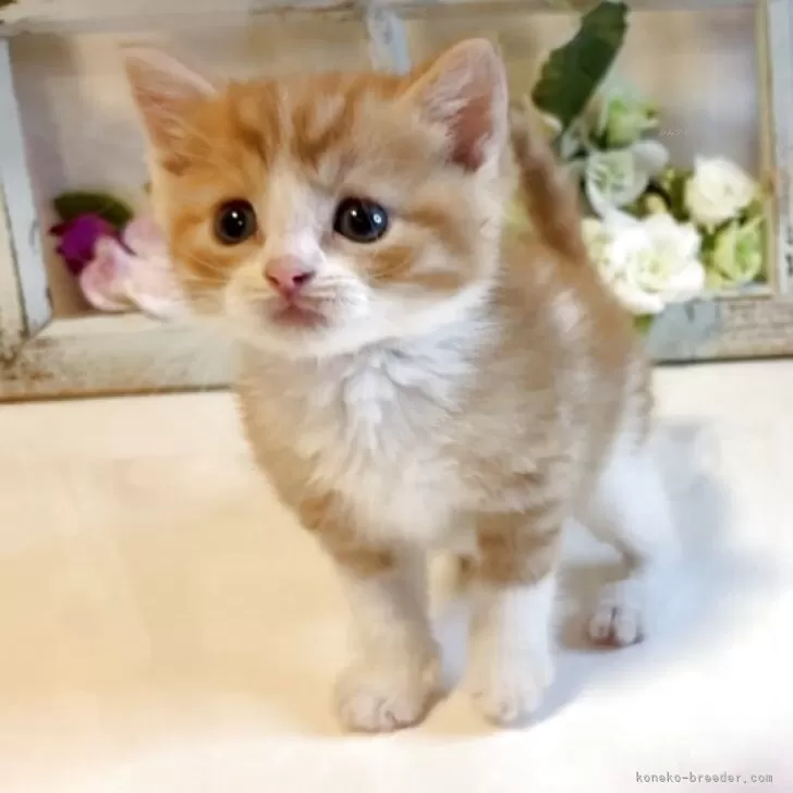 T.A 様のお迎えした子猫