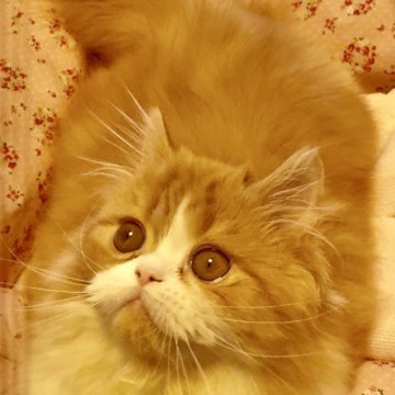 エキゾチックロングヘア【大阪府・男の子・2025年7月18日・レッドマッカレルタビー&ホワイト】の写真「とても可愛いお顔です🩷」