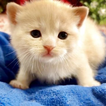 スコティッシュストレート【大阪府・女の子・2025年11月22日・クリームマッカレルタビー】の写真「可愛いお顔のスコティッシュちゃん❤️」