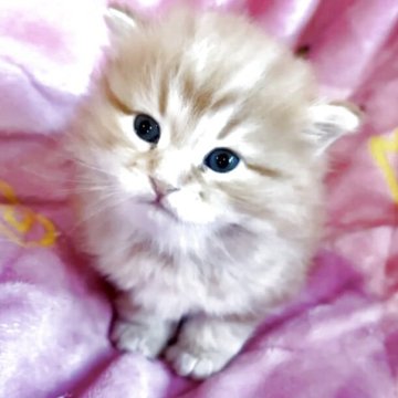 サイベリアン【大阪府・男の子・2025年10月17日・レッドクラッシックタビー】の写真「パパはTICAチャンピオンのイケメン子猫ちゃん❤️」