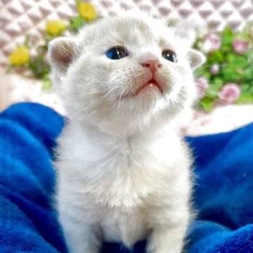 スコティッシュフォールド(折れ耳)【大阪府・男の子・2025年11月22日・クリームマッカレルタビー】の写真「可愛いお顔のスコティッシュちゃん❤️」