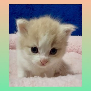 ラガマフィン【大阪府・男の子・2025年3月26日・クリームマッカレルタビー&ホワイト】の写真「可愛いお顔の女の子💕」