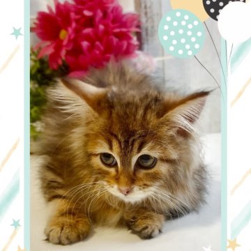 サイベリアン【大阪府・男の子・2025年4月12日・ブラウンマッカレルタビー】の写真「パパはTICAチャンピオンのイケメン子猫ちゃん❤️」