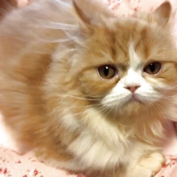 エキゾチックロングヘア【大阪府・男の子・2025年7月18日・レッドマッカレルタビー&ホワイト】の写真「とても可愛いお顔です🩷」