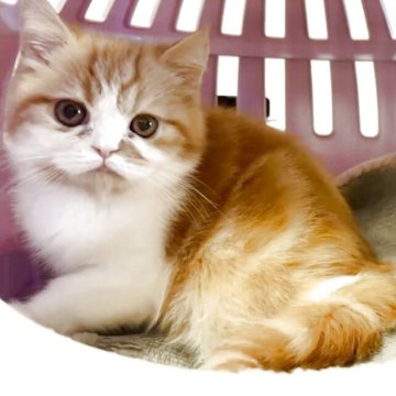 エキゾチックショートヘア【大阪府・男の子・2025年7月18日・レッドマッカレルタビー&ホワイト】の写真「とても可愛いお顔です🩷」