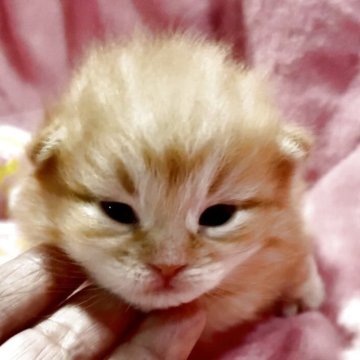 サイベリアン【大阪府・男の子・2025年10月17日・レッドクラッシックタビー】の写真「パパはTICAチャンピオンのイケメン子猫ちゃん❤️」