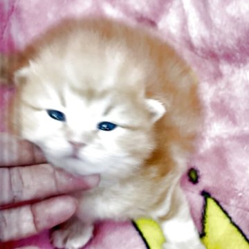 サイベリアン【大阪府・男の子・2025年10月17日・レッドクラッシックタビー】の写真「パパはTICAチャンピオンのイケメン子猫ちゃん❤️」