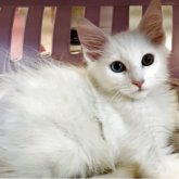 ノルウェージャンフォレストキャット