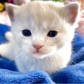 スコティッシュストレート