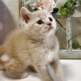 スコティッシュストレート
