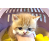 エキゾチックロングヘア
