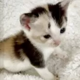 スコティッシュストレート
