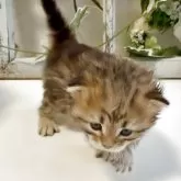 サイベリアン