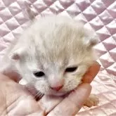 スコティッシュフォールド(折れ耳)