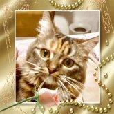 スコティッシュストレート