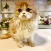 エキゾチックロングヘア