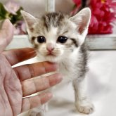 スコティッシュストレート