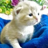 スコティッシュフォールド(折れ耳)