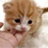 スコティッシュストレート
