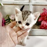 スコティッシュストレート