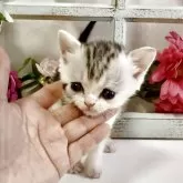 スコティッシュストレート