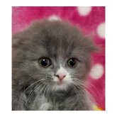 スコティッシュストレート
