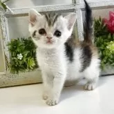 スコティッシュストレート