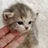 スコティッシュストレート