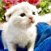 スコティッシュフォールド(折れ耳)