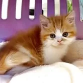 エキゾチックロングヘア