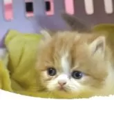 エキゾチックロングヘア