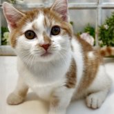 スコティッシュストレート