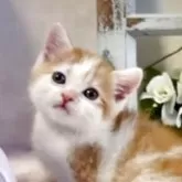 スコティッシュストレート